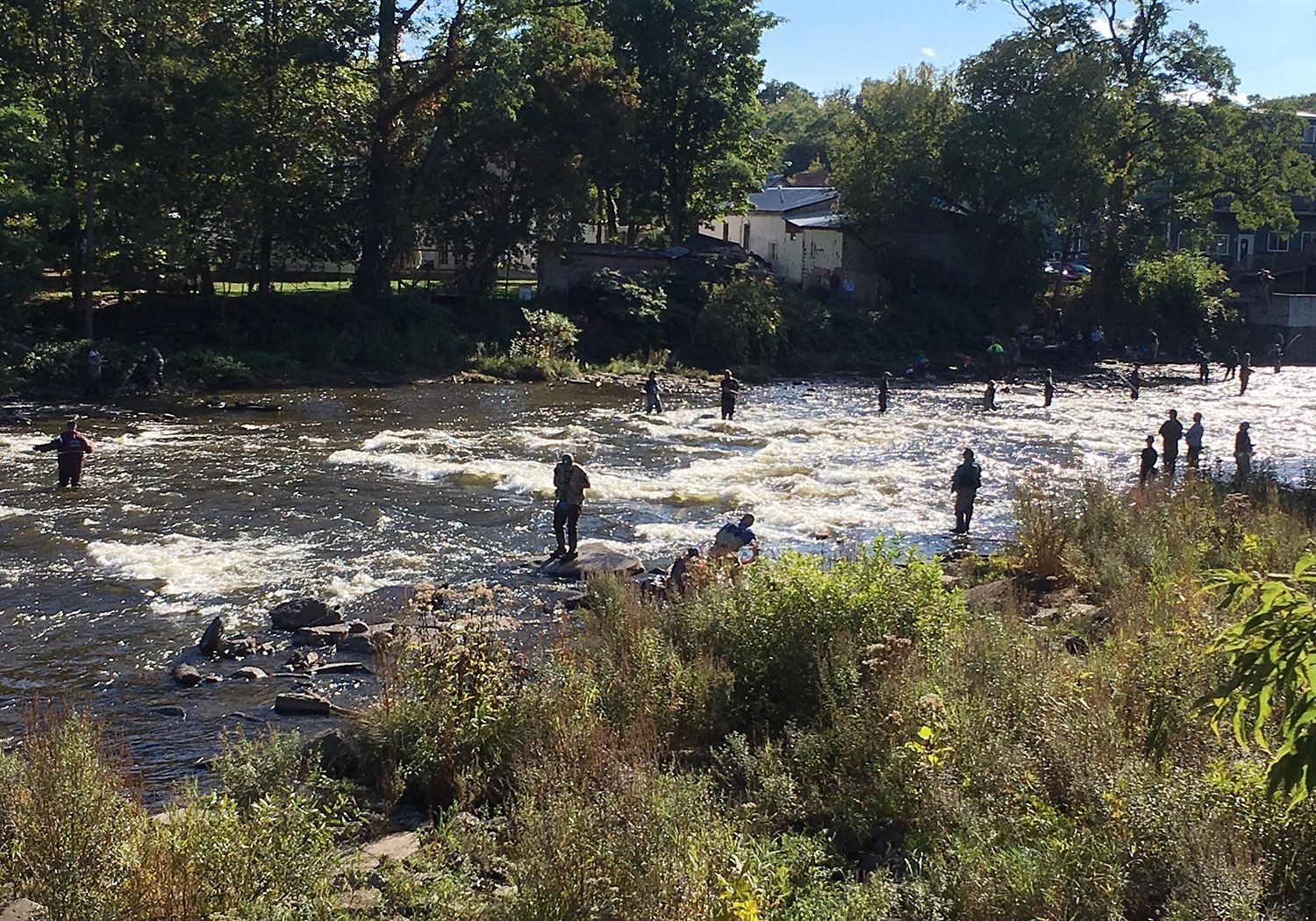 "Natural World" Through My Camera Salmon Spawning Run, Salmon River